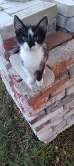 Kochany kotek(kocurek) urodzony w niedzielę/przynosi szczęście:)