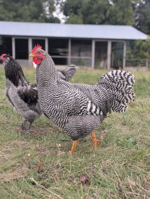 Продамо півнів різних порід