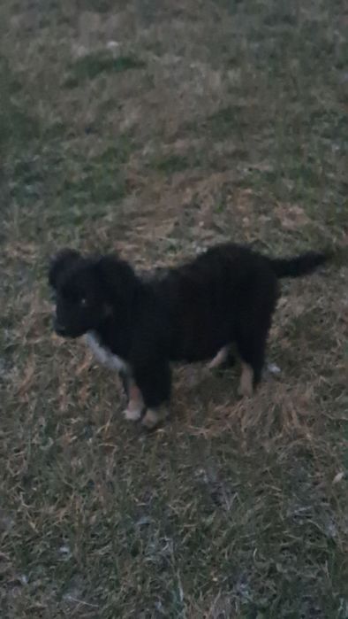 Цуцики схожі на ведмежат