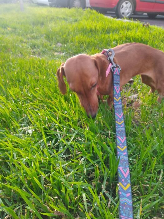 Продам  девочку  мини таксу