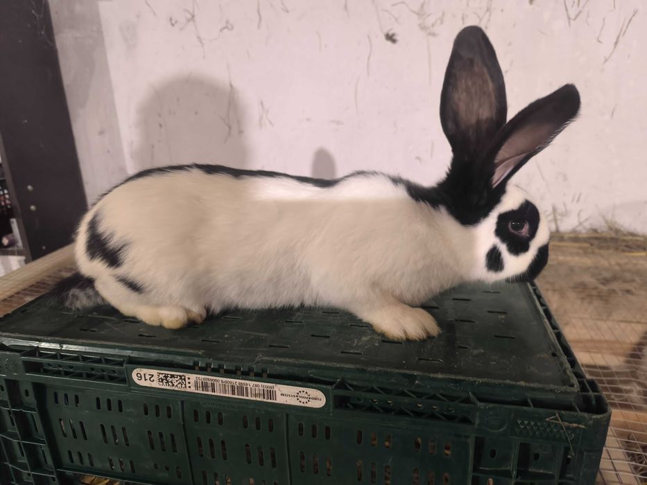 Olbrzym srokacz niemiecki króliki