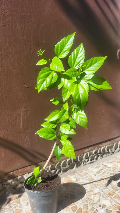 Кімнатні рослини розпродаж : гібіскус, лимон, грейпфрут...