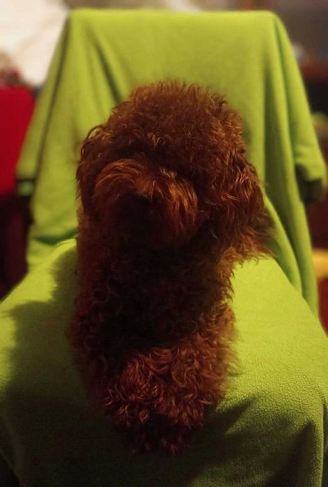 Справжній ред браун. Наречений