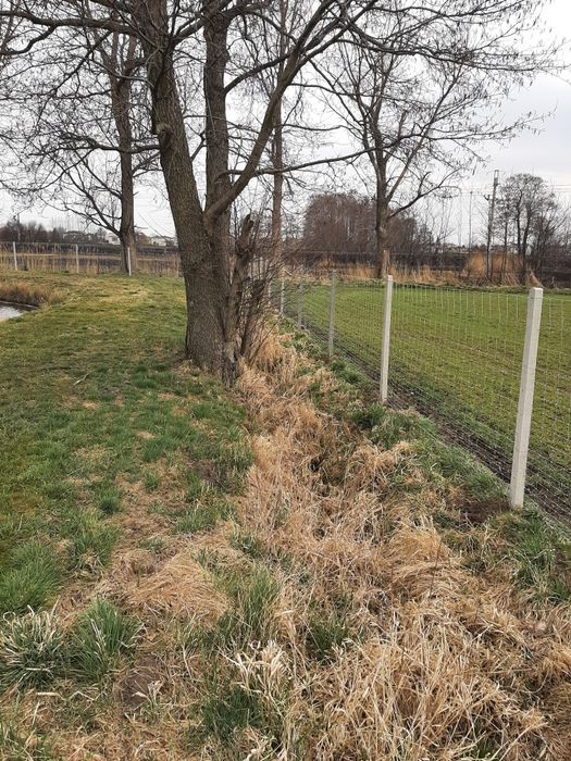 Ogrodzenie siatka leśna słupek betonowy