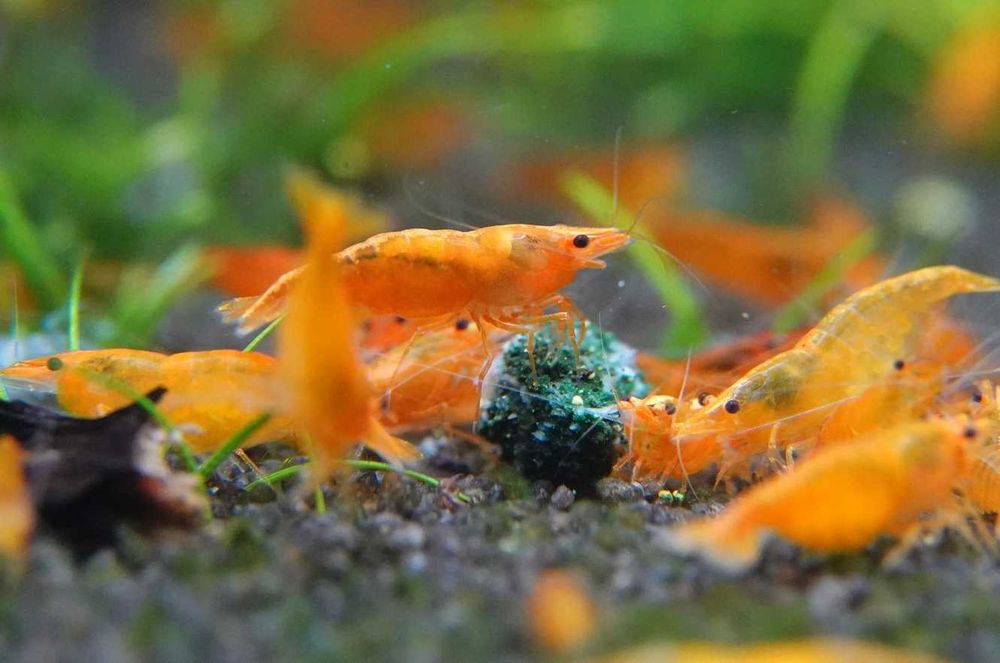 Piękne pomarańczowe krewetki akwariowe Sakura Orange 10szt