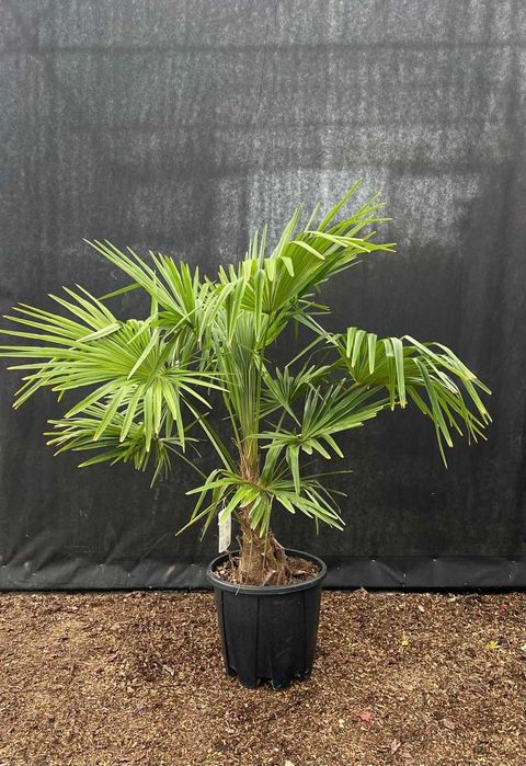 Szorstkowiec Fortunego -Trachycarpus Fortuneii HURT/ DETAL