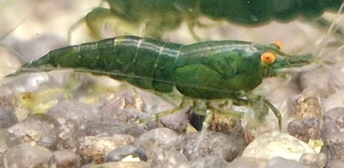 Krewetki Neocaridina Orange Eye Green Jade