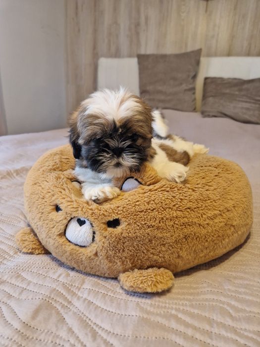 Piękne pieski shih tzu z rodowodem