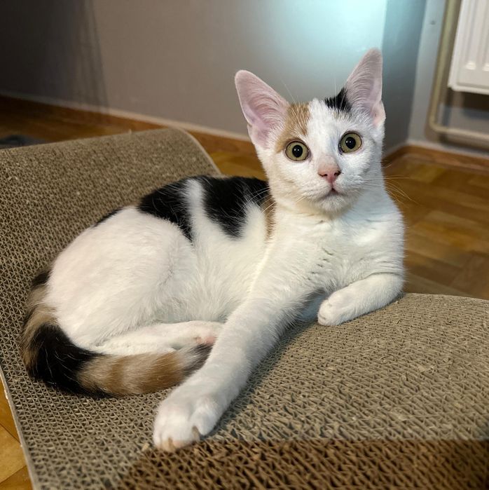 SISI – delikatna księżniczka szuka swojego spokojnego królestwa