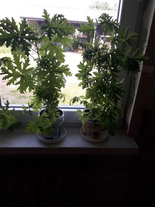Geranium/cytrynka/anginka