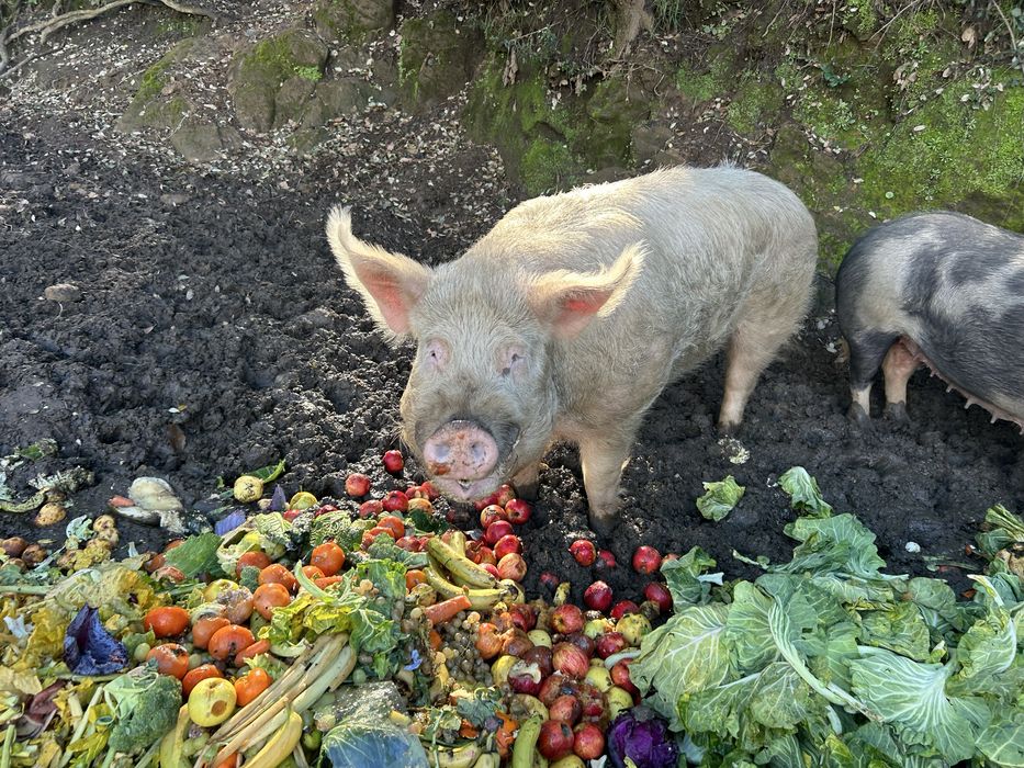 Vendo porcos para abate