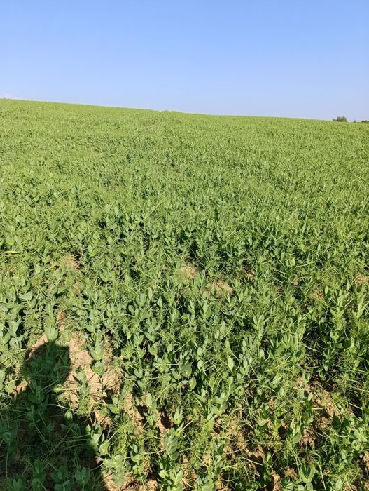 Groch  , groszek, peluszka, poplon, przedplon