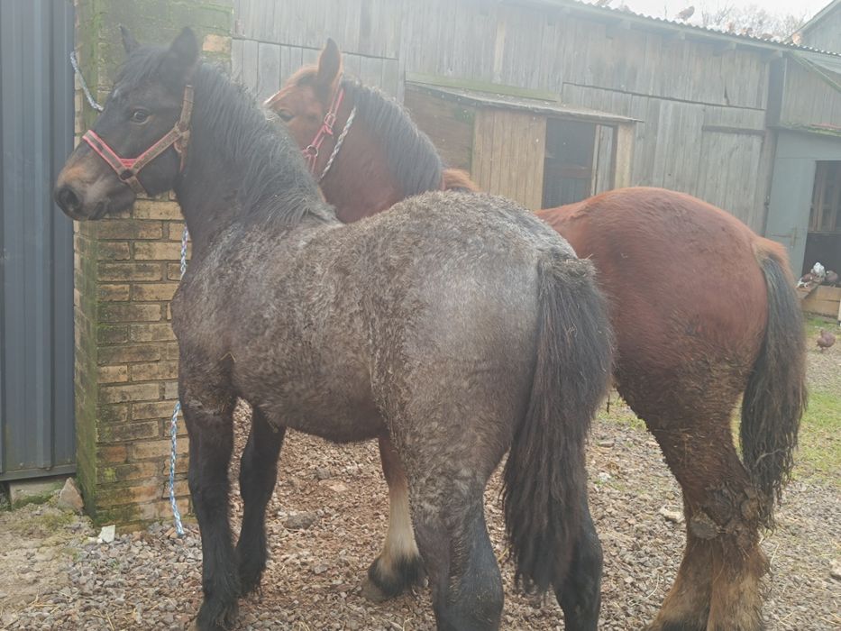 Ogierki gniady i siwy