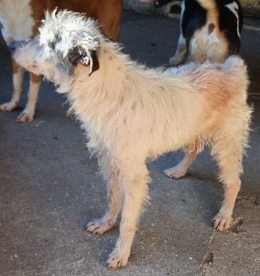 Angie- Cão Sénior de porte médio para adoção.