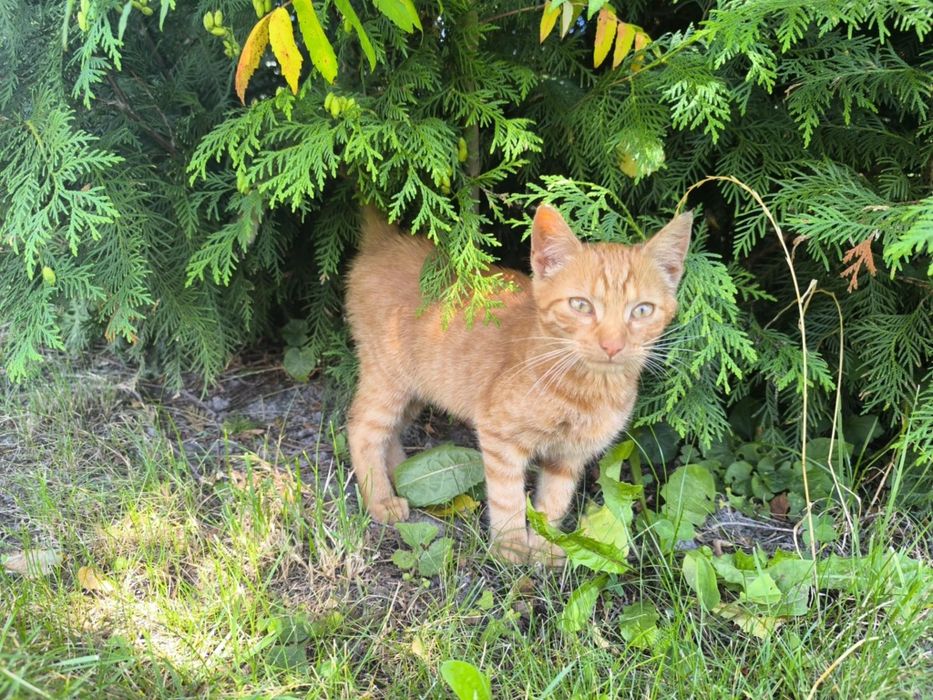 Mam kotki na oddanie