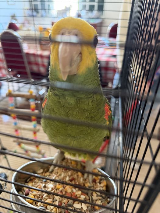 Vendo papagaio + gaiola