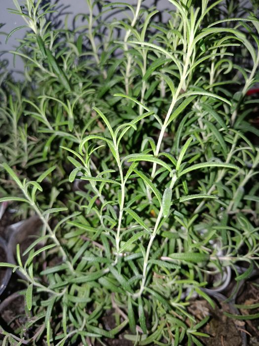 Розмарин ароматна рослина чудова спеція