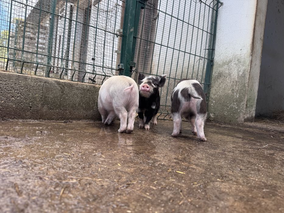 Porcos  raca kunekune
