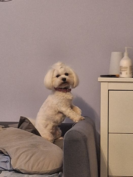 Maltańczyki szczeniaki 2 samce