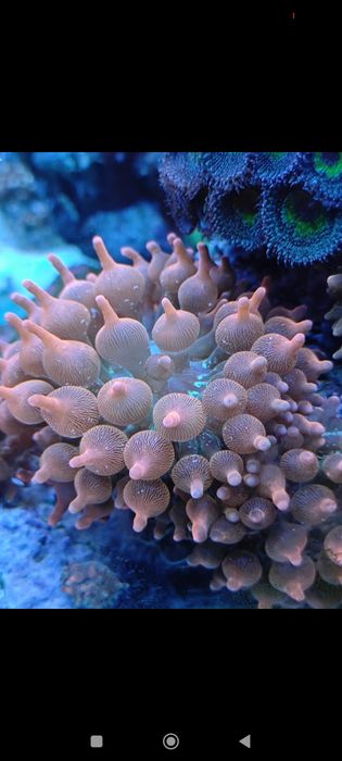 Ukwial Entacmaea Quadricolor Rainbow akwarium morskie