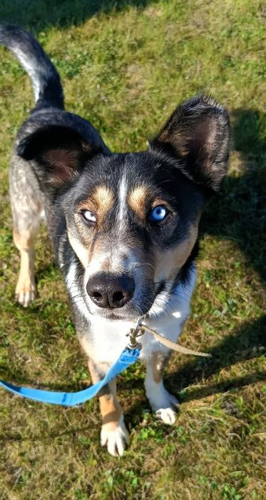Młodziutki Vito do adopcji!