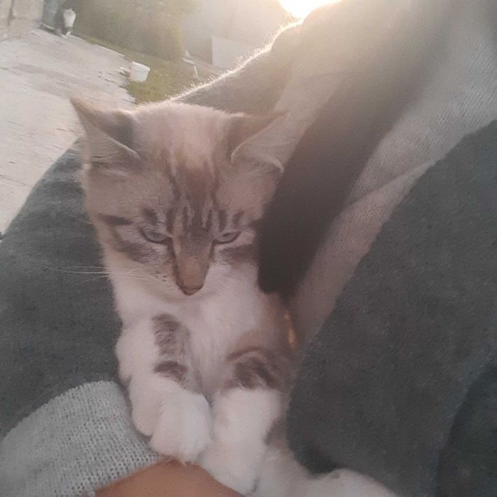 Котик шукає люблячу родину