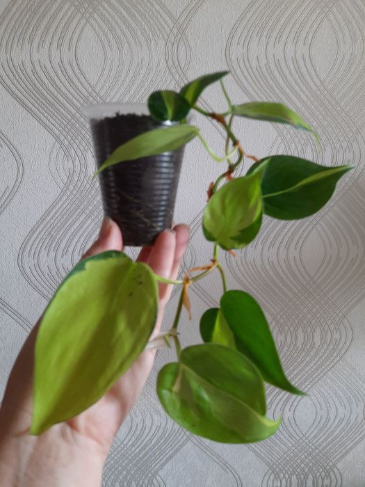 Комнатные цветы филодендрон