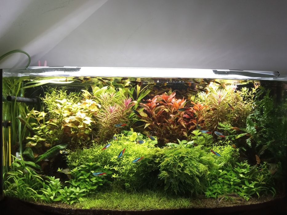 Serwis akwarium zapraszam do kontaktu