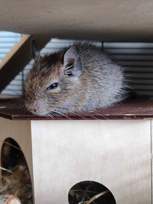 3 koszatniczki szukają nowego domu