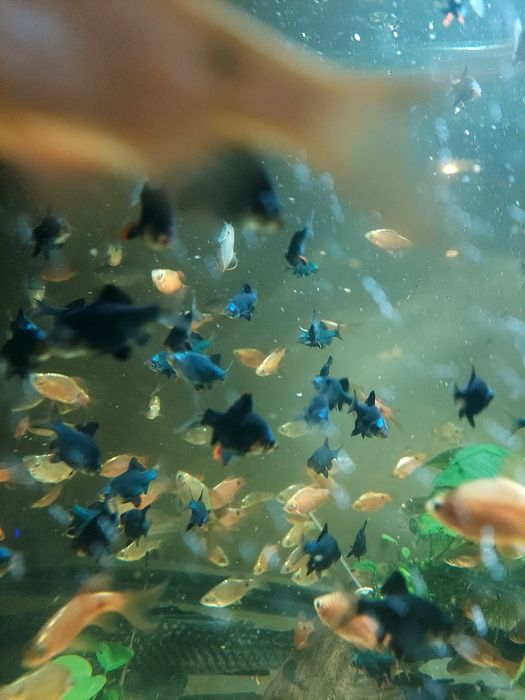 Brzanka mszysta zdrowa