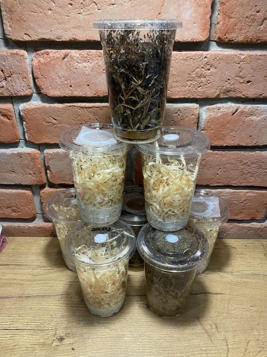 Muszki owocówki D. Hydei