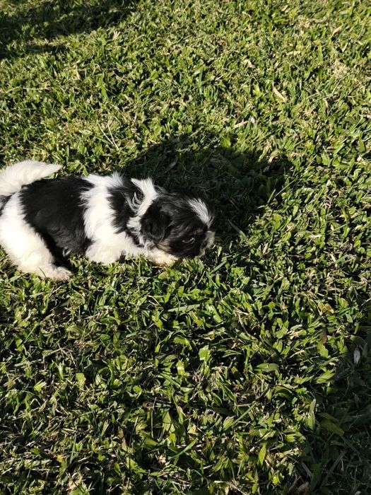 Shih-Tzu fêmea disponível