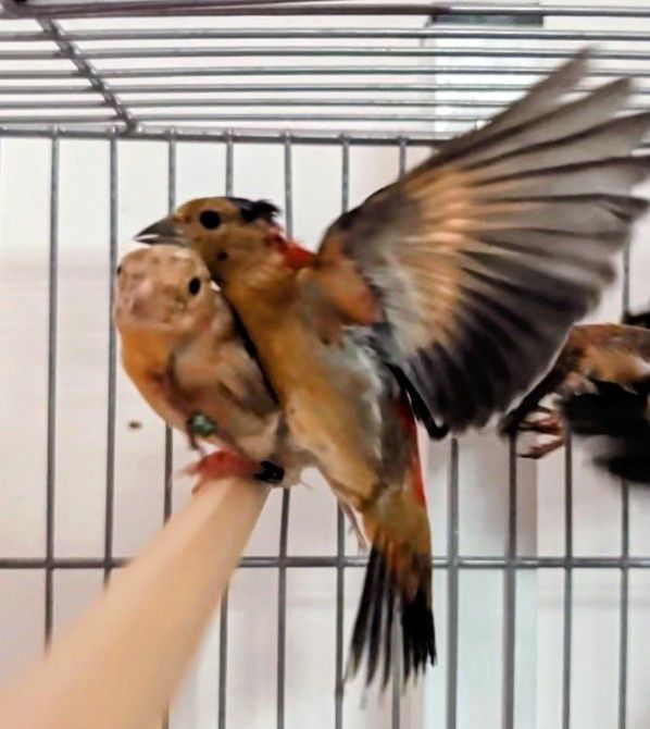 Cardinalitos 2026 para dispensar.