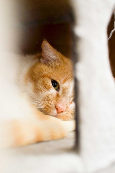 Secemin - uroczy, biało-rudy kot szuka kochającego domu!