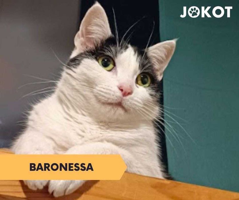 Baronessa - śliczna krówka pilnie szuka domku!
