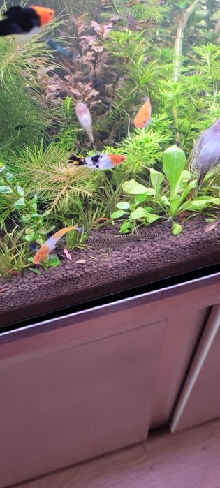 Witam sprzedam mieczyki koi