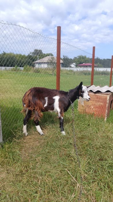 Молодая козочка коза