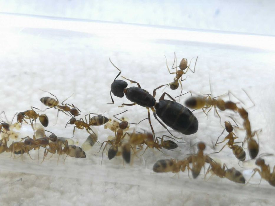 Редкие муравьи Camponotus maculatus subnudus с формикарием