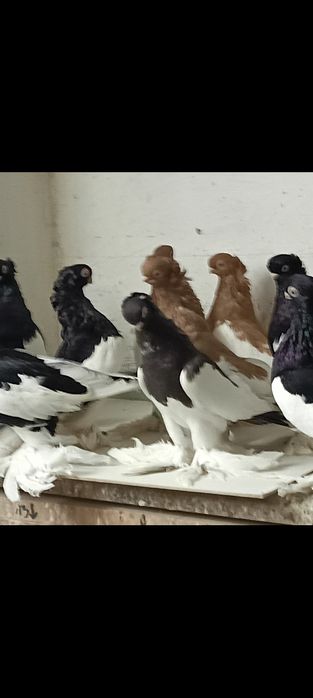 Sroczka polska krótkodzioba młode 25