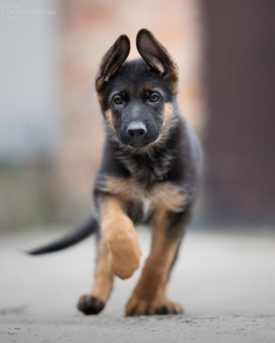 Хлопчик німецької вівчарки