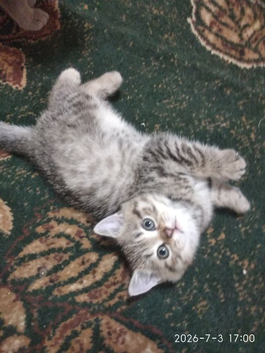 Шотландські котинята