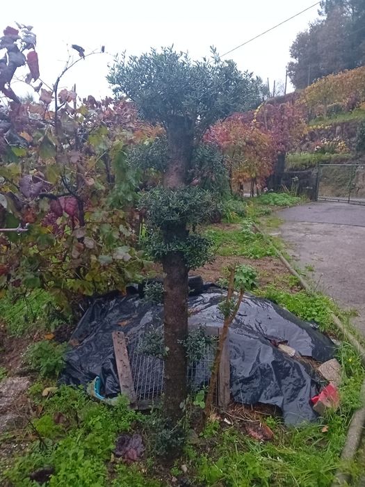 Duas Oliveiras para decoraçao jardím