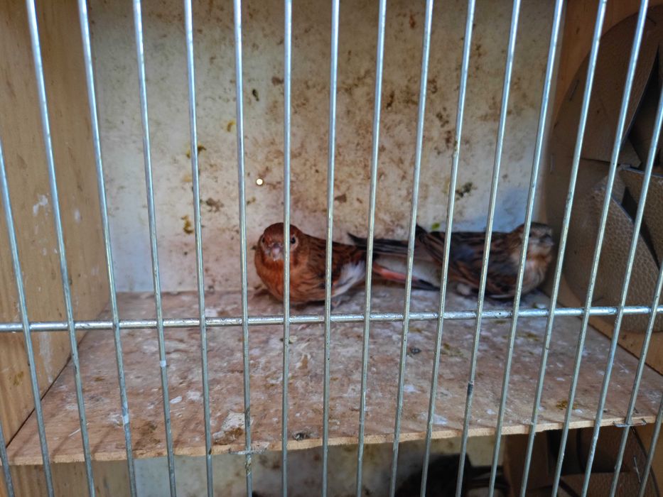 Kanarki młode
