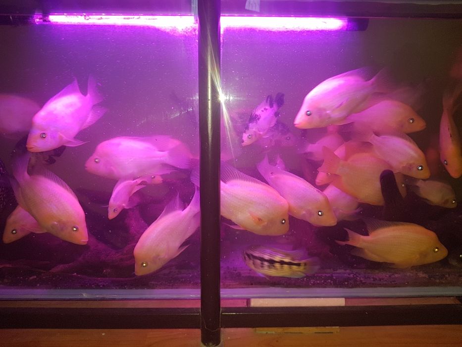 Продам аквариумных рыб