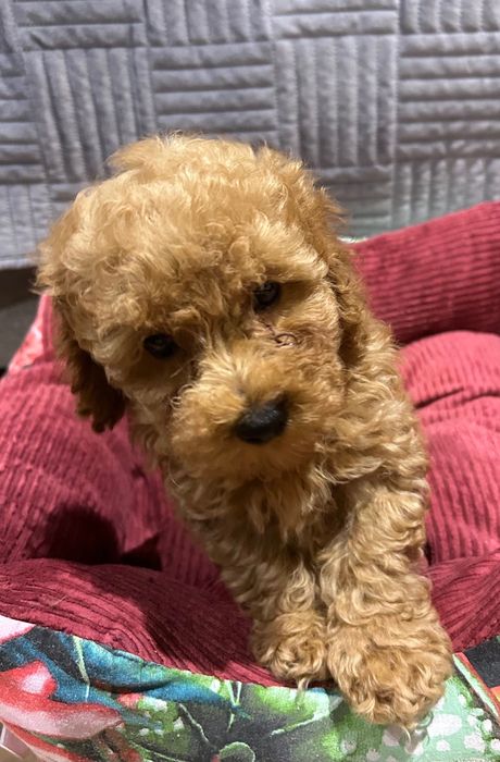 Pudel Toy red dziewczynka odbiór 22.12