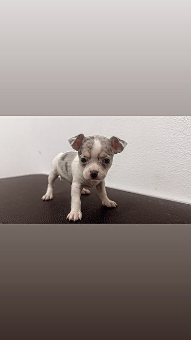 Chihuahua excelente exemplar
