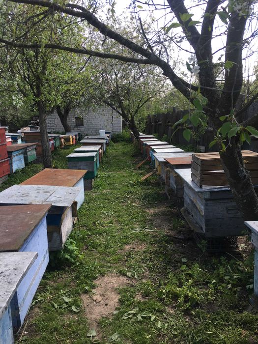 Мед РІЗНОТРАВ`Я (серпень, 2025) натуральний, якісний, з власної пасіки