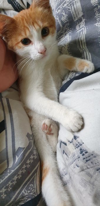 Киця рижо біла (free)