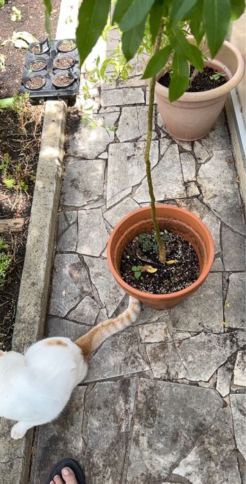 Planta de Sapote branco