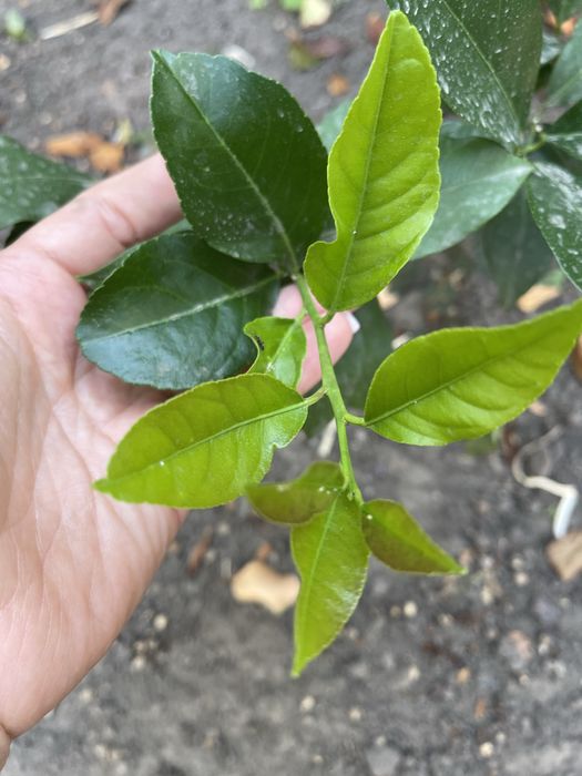 Лимон, дерево